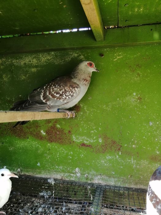 Casais. Pedicula aziatica Colins da Virginia. Galitos da rocha