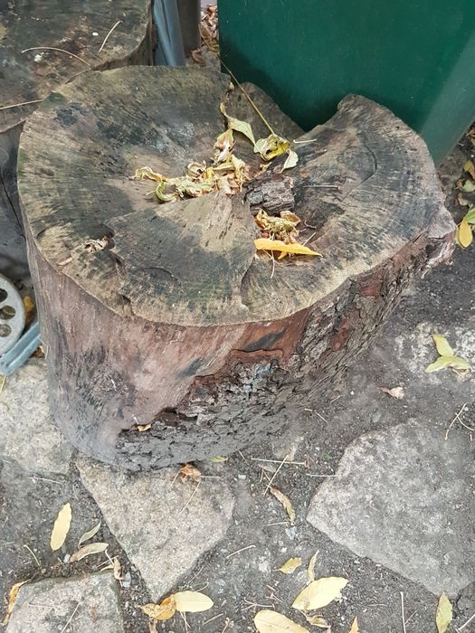 Duży pień gruszy