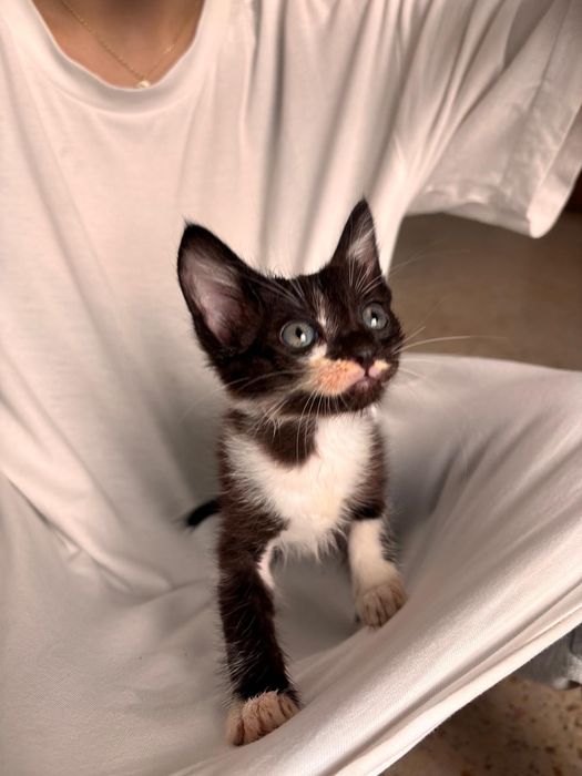 Gatos  para adopção