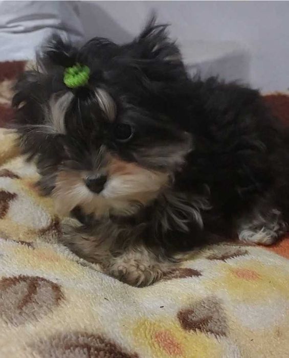 Два братика (привиті)