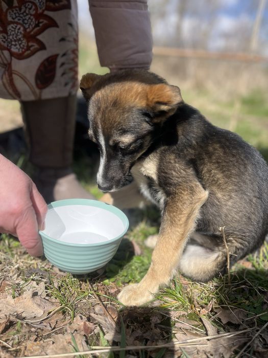 Собачка дівчинка прилаштування