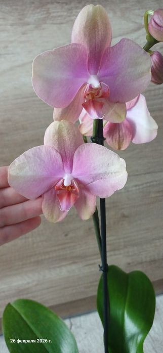 Продам орхидею Beby Dynamite