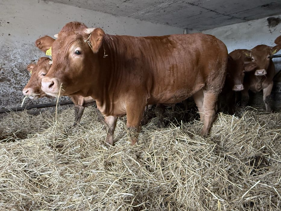 Sprzedam Jałówki  Do Zacielenia  Oraz Buhaja Limousine lm