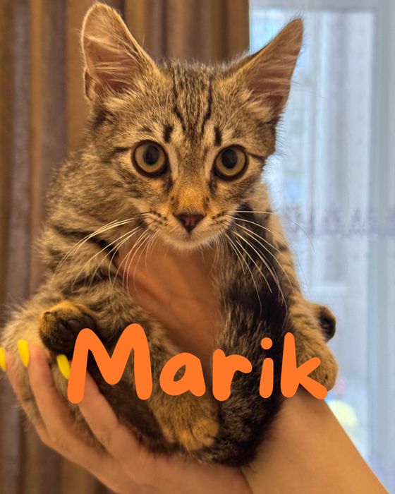 Марік, 5 місяців