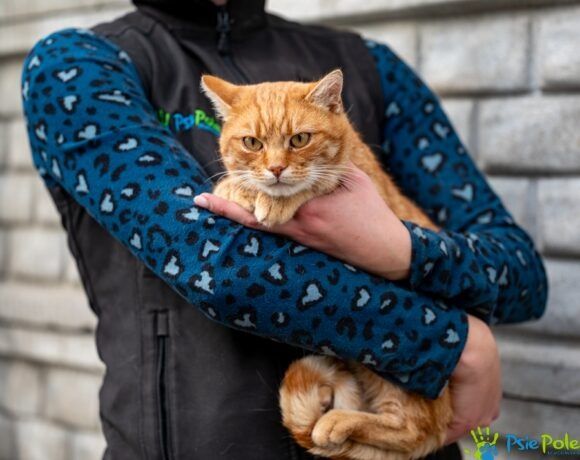 Milusi kocurek LEKTOR rozgląda się za domkiem!