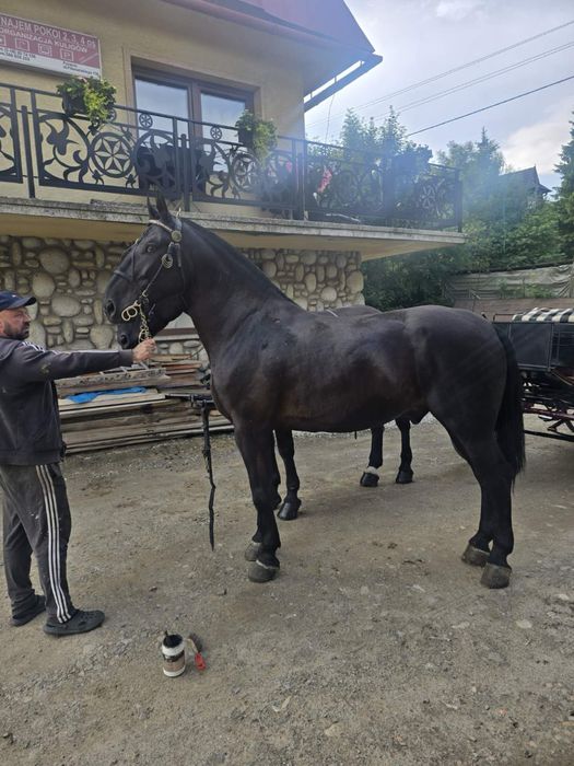 Sprzedam wałachy śląskie