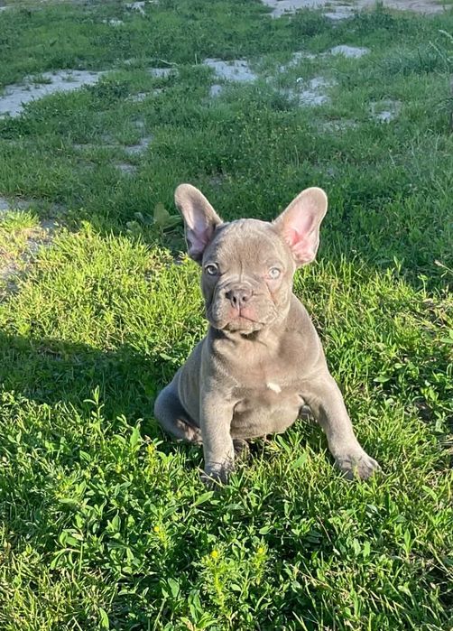 Buldog francuski Blue piesek