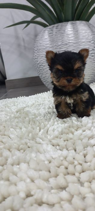 Yorkshire terrier. menina