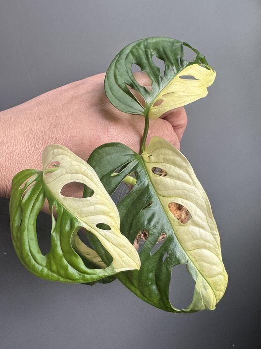 Monstera Adansonii Variegata
