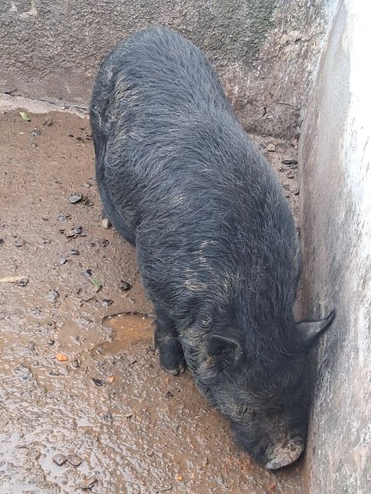 Porcos Vietnamitas