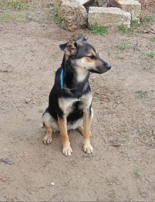 Отдам даром в добрые руки собаку