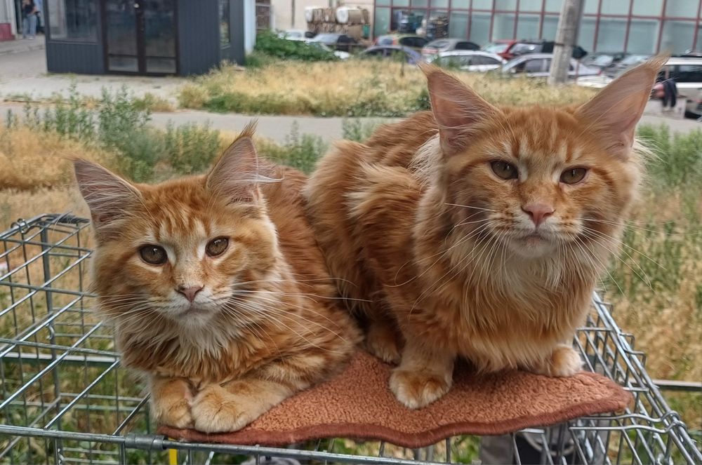 Котята с питомника IZUMRUD