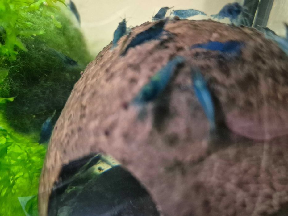 Krewetki neocaridina blue velvet