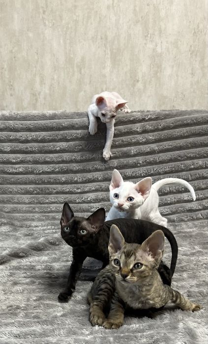 Кошенята Девон рекс/ Devon Rex