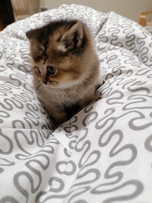 Gatinha British Shorthair Golden Shaddded
