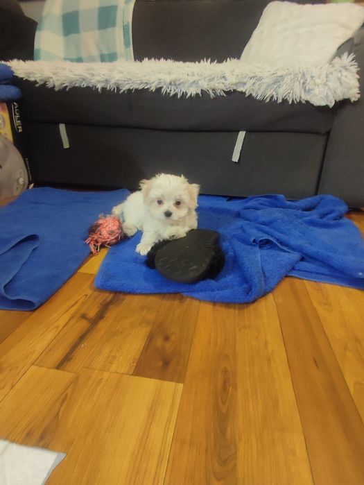 Maltańczyk szczeniak