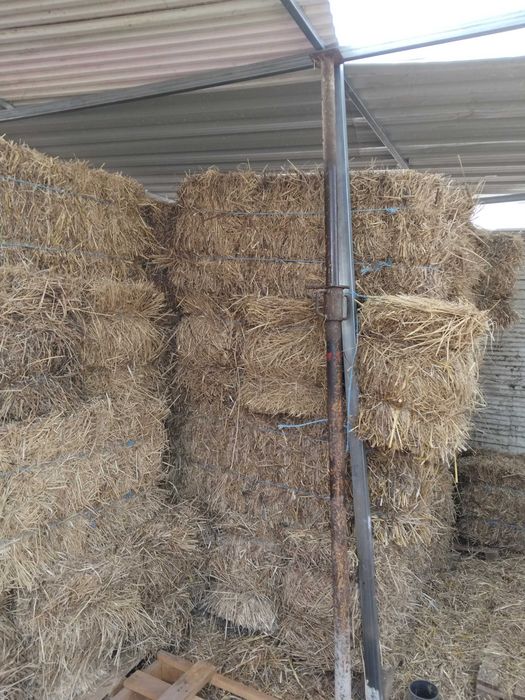 Fardos de feno espontâneo