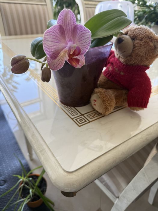 Орхідея, фаленопсис