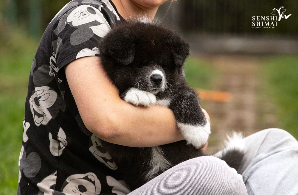 AKITA JAPOŃSKA - cudowny maluch