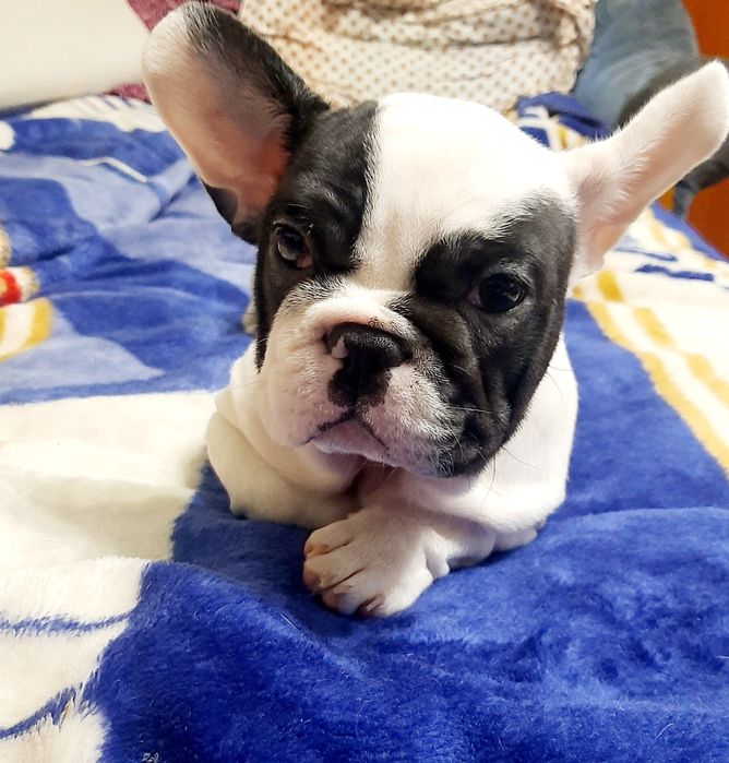 Французский бульдог.девочка