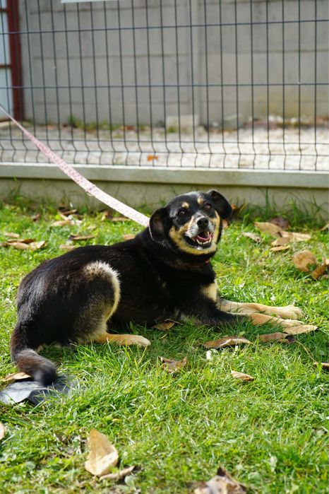 Sunienka do adopcji