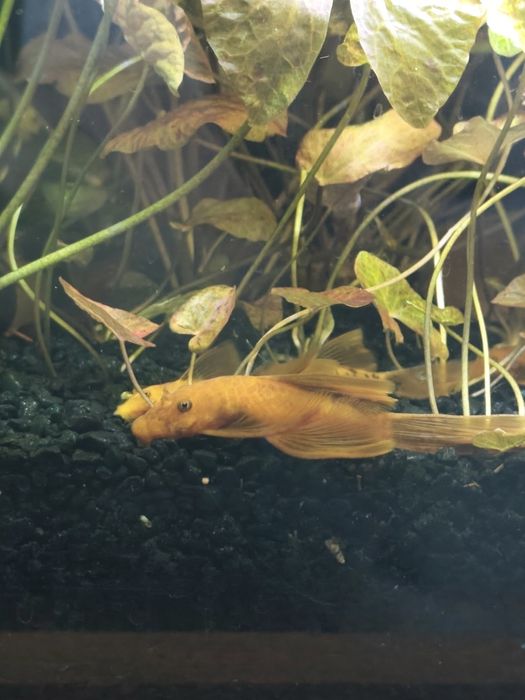 Glonojad czerwony WELONIASTY Ancistrus Red