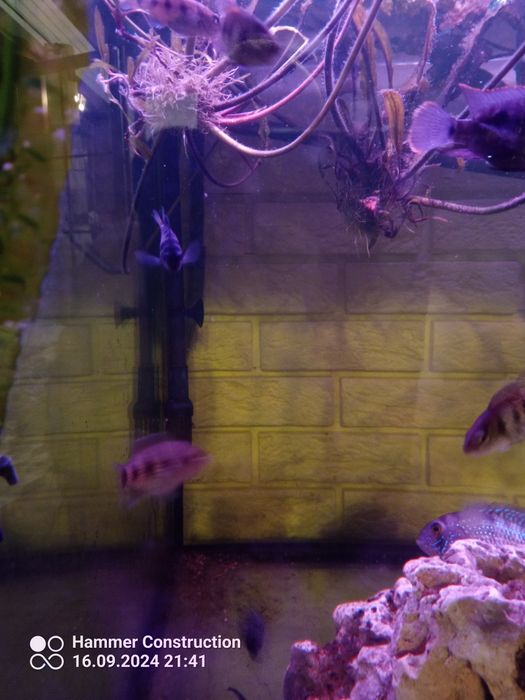 Hemichromis ellengatus pielęgnice