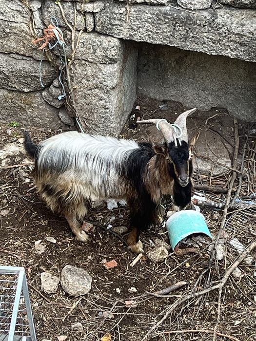 Chivo trassado de serrano