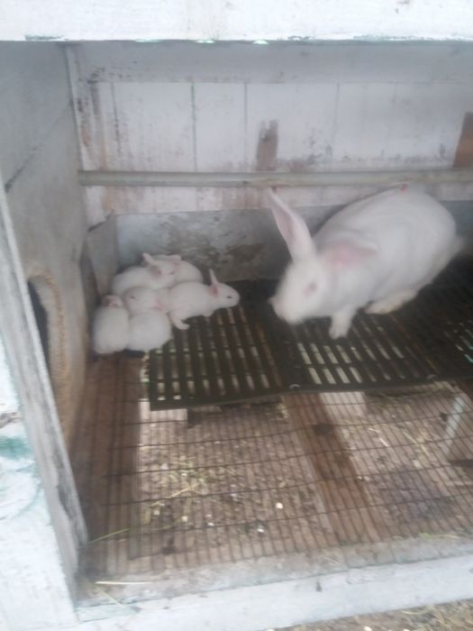 Термонська біла різного віку