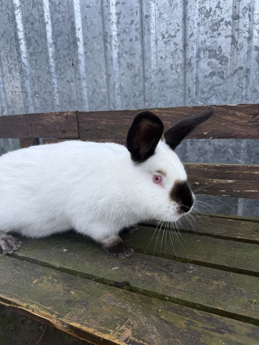 Królik kalifornijski