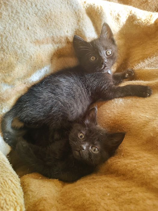 Котята девочки 5 недель.