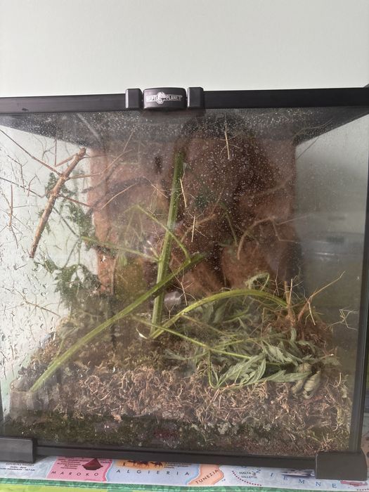 Patyczaki różnej wielkości. Oddam