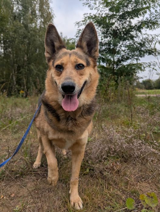 Najwspanialsza Bletka szuka domu