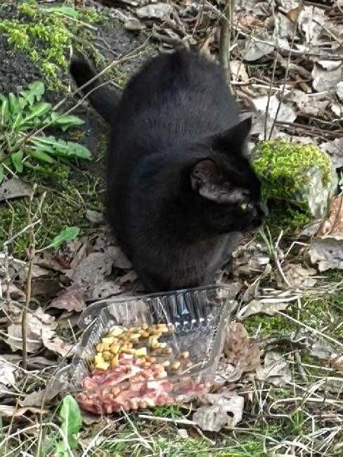 cztery, czarne, 7 mies.  kotki oraz młoda bura kotka szukają domu