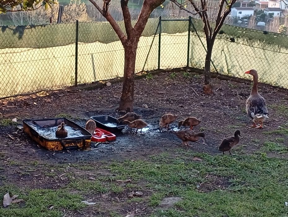 Patos reais  bebés