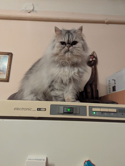 Kocurek perski pers persy kocięta perskie kot koty