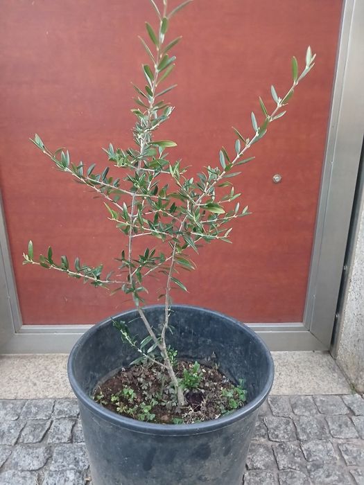Vendo oliveiras em vaso
