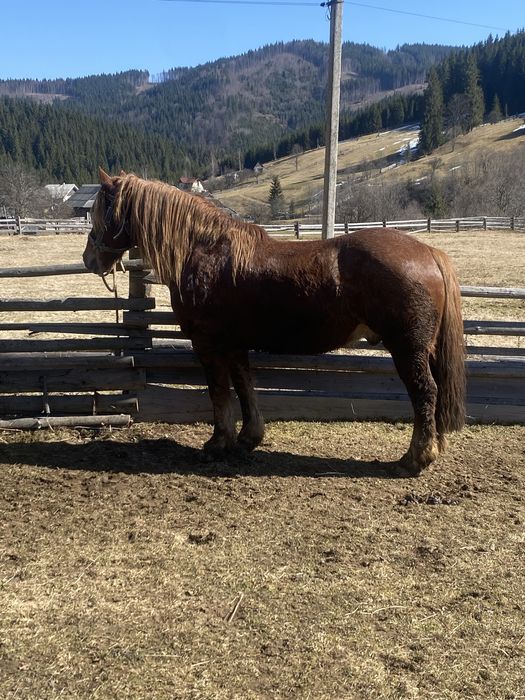 Продам одного коня з трьох на вибір