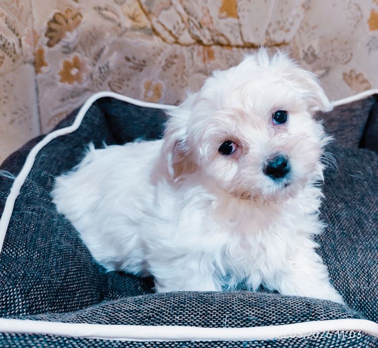 Maltańczyk z rodowodem