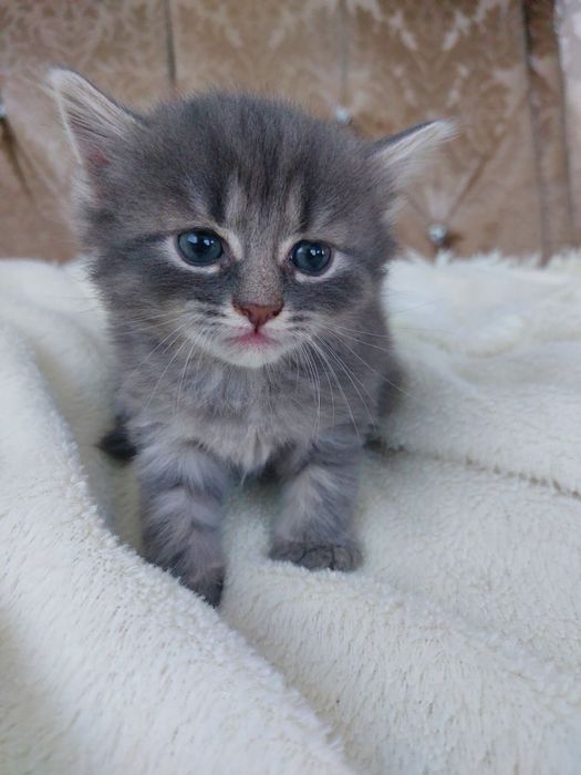 Віддам Кошенят !
