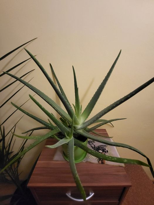 Sprzedam monstera dracena  Palma Szaflara aloes clusia fikus