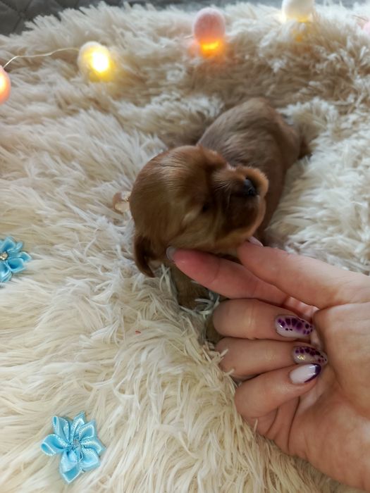 Cavalier King Charles spaniel Zapowiedź miotu