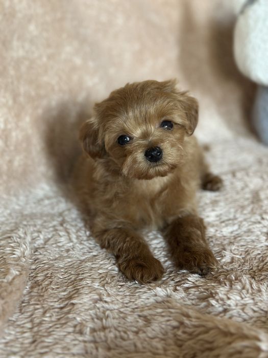 Міні мальтіпу хлопчик