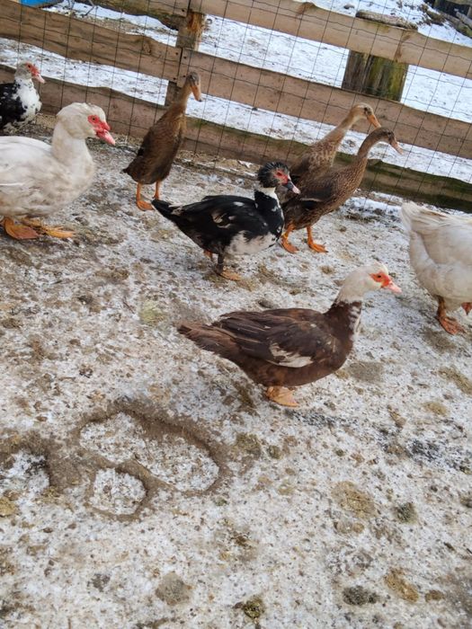 Kaczki francuskie samiczki