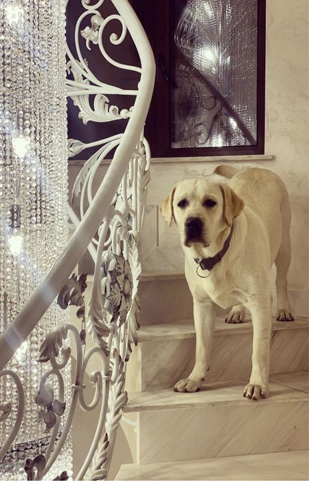 Лабрадор вязка, кобель