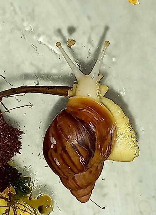Albino Achatina afrykańskie ślimaki olbrzymy