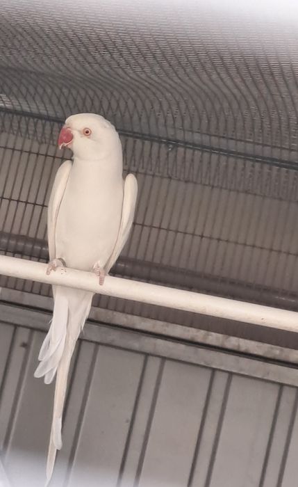 Ring Neck Branco