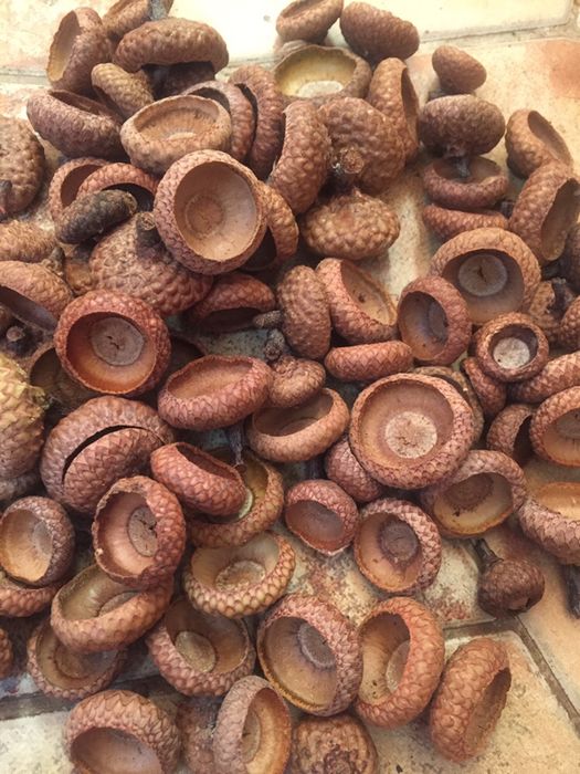 Шляпки желудя для декора, шляпка желудя, плюска желудя, крышечка желуд