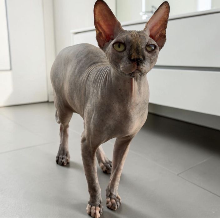 Gatinha Sphynx com um ano e meio