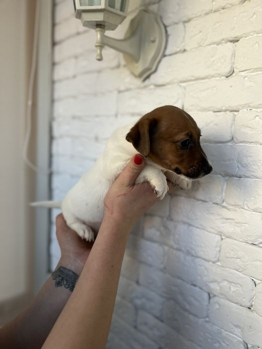 Джек Рассел терьер